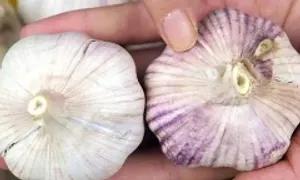 Bạn có biết cách ăn tỏi tốt cho sức khỏe?